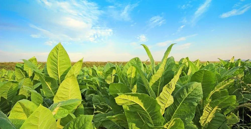 福建中烟再携用友 开启YonBIP烟草行业财务数智化新篇章